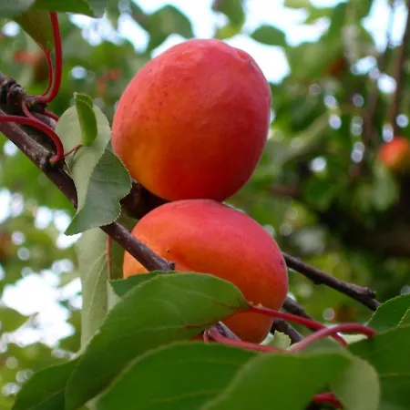 아파트 Gaestehaus Zum Landesteg 이멘슈타트암보덴지