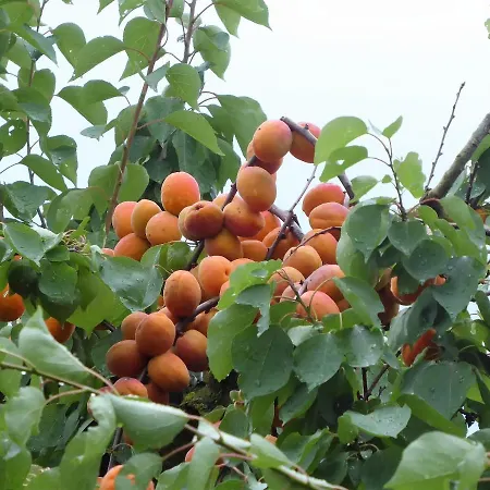 아파트 Gaestehaus Zum Landesteg