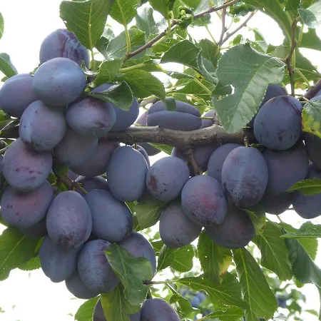 Gaestehaus Zum Landesteg 이멘슈타트암보덴지